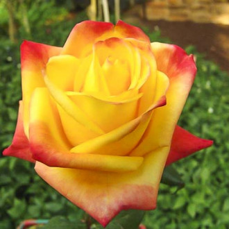 Роза чаен хибрид Sun City  изображение 11